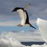 penguinonflight profil fotoğrafı