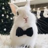 ▹(•ᴥ•)❥BunnyZeza☆彡◂'s profile picture