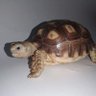 Profilbild von Tortoise🐢
