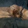 puppykisses's profile picture
