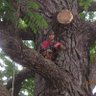 Фото профиля OregonUrban logger