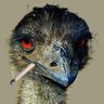 MedicatedEmu's profile picture