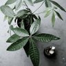 Фото профиля ふぁーちゃい