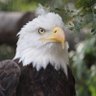 Belarzerish's profile picture