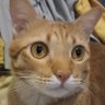 Profilbild von 🐱พาราเซตาแมว