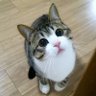 わた 的头像