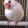 Profilbild von miyu with ピー🐤