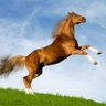 Satanic horse 的头像