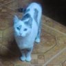 Los cuatro gatos🇪🇸's profile picture