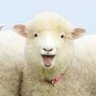 くら🌱🐑🌱🌳🌳🌳🌳🌳's profile picture
