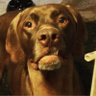 Arrow Murphy's profile picture