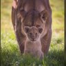 Kwadwo Samy🦁 profil fotoğrafı