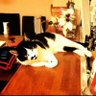 うめQ profil fotoğrafı