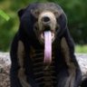 Xray-Bear 🐻's profile picture