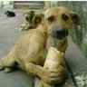 Фото профиля Breadog