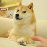 dogeman💙 的头像