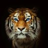 盾旬 profil fotoğrafı