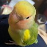 リュック's profile picture