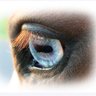 Nitro glycérine 🇫🇷 #Z Macro-incompatible's profile picture
