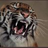 Geauxtigers's profile picture