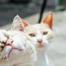 Profilbild von เมิฟมะยักเปงมัมหมีน้องจินยองแล้ว