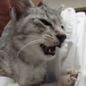 黒猫キーボード2 的头像