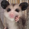 Tacuachito bebé 的头像