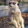 DW profil fotoğrafı