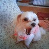 埴輪んおいさん's profile picture