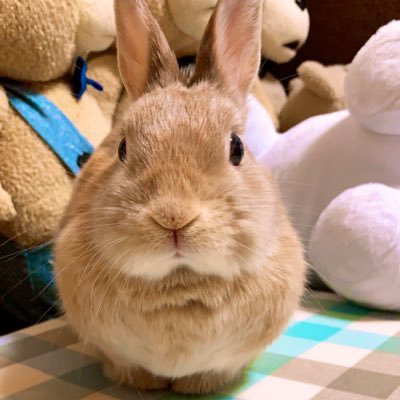 pom_pom84's profile picture