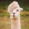 Profilbild von Rio