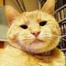 岩瀬 聡 Satoshi Iwase profil fotoğrafı
