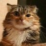 Фото профиля Cat Steven