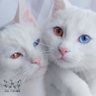 まぐ🇯🇵W中途重度障害毒親育ち's profile picture