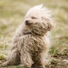 MuttleyClub profil fotoğrafı