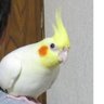 homasaayaaki2's profile picture