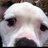 Samson's profile picture