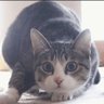 平安富贵's profile picture