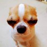 Profilbild von neil