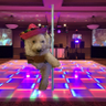 freddielm's profile picture