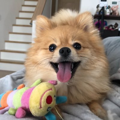 ひまごろう's profile picture