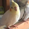 かめりんR 的头像