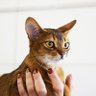 猫好き、犬好き、動物好きさん集まれ～！ 的头像