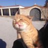 小橘 profil fotoğrafı