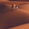 السهلي's profile picture