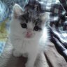milk-choko's profile picture