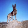 Bruin's profile picture