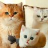 Meoww profil fotoğrafı