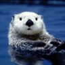 Profilbild von らっこ