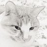 Profilbild von Orange.Ju